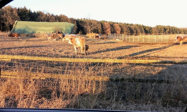 Strausenfarm Winkler